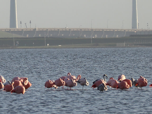 Flamingo's overwinteren in de Grevelingen