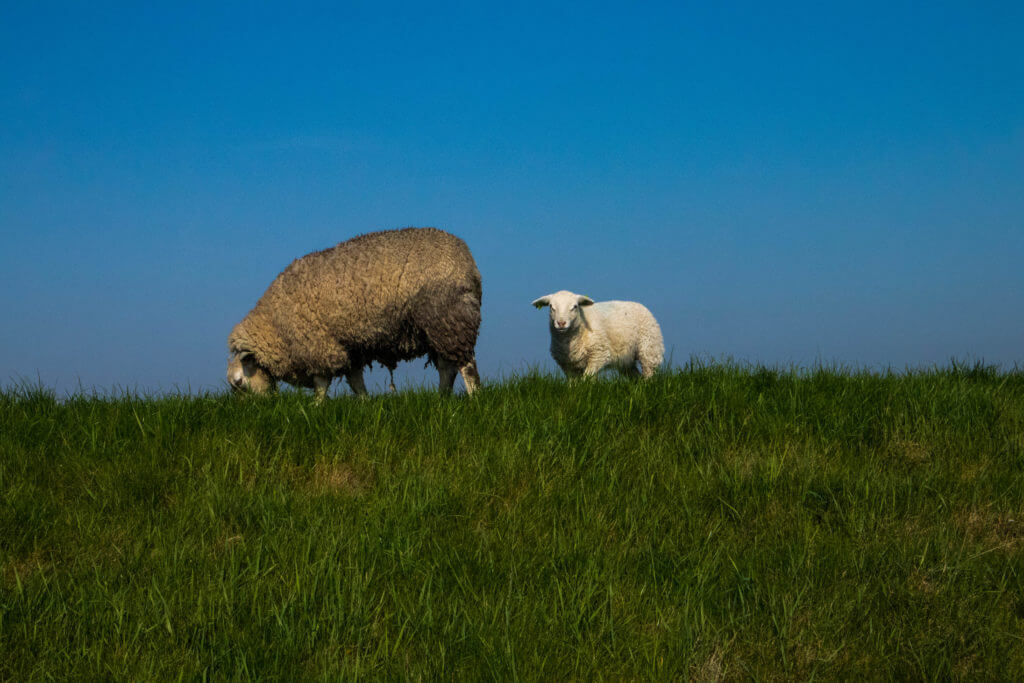 Op en top voorjaar: schapen met lammeren aan de dijk