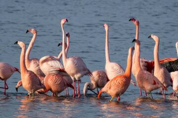 Flamingo balts in de Grevelingen