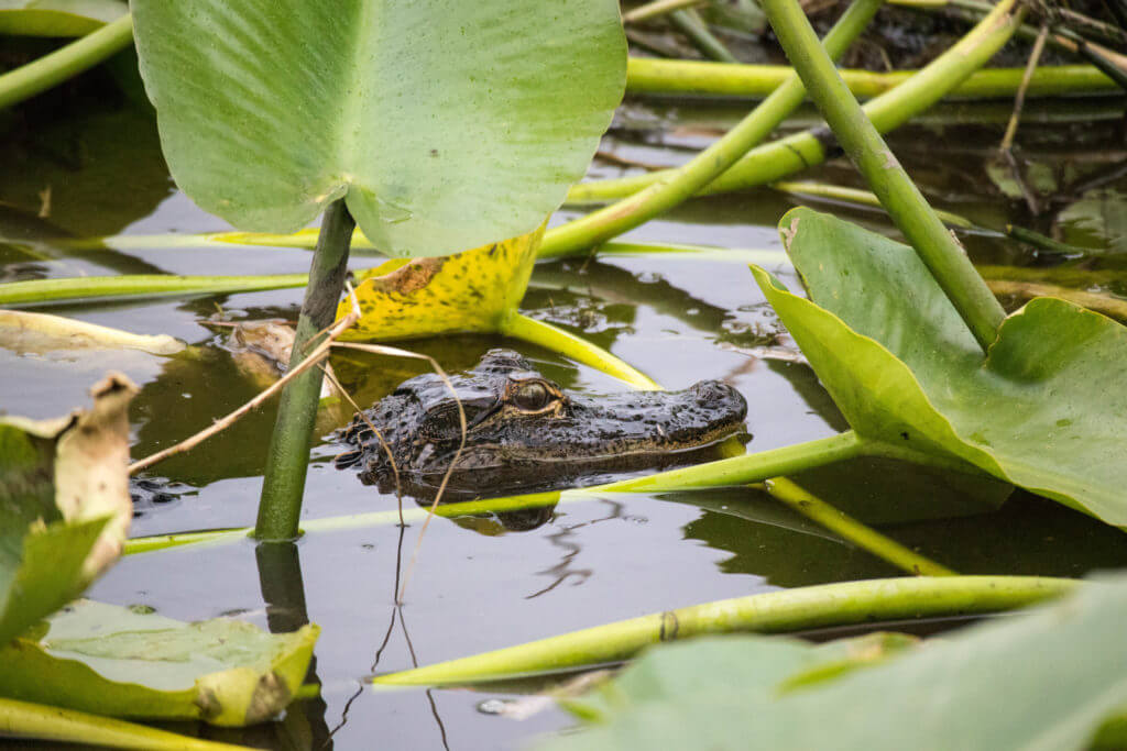 Een baby alligator in Lake Tohopekaliga