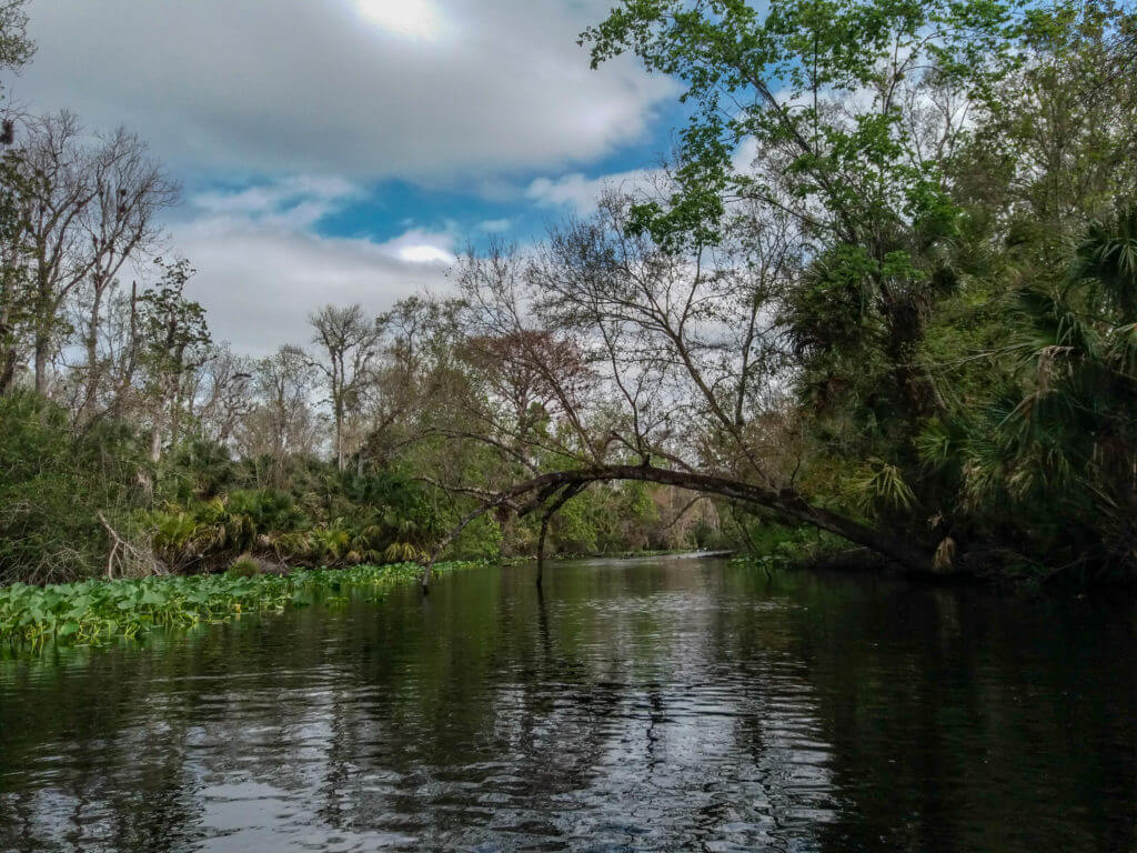 Op zoek naar alligators in de Wekiva rivier
