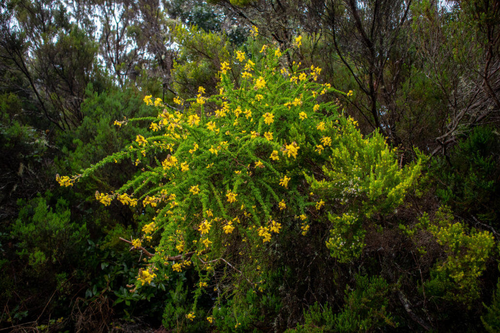 Een waterval van gele bloemen in het regenwoud van Anaga