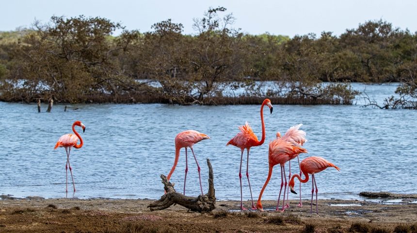 Flamingo Bonaire vogels