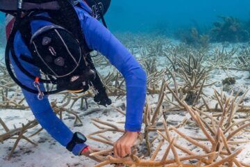 Reef renewal Bonaire