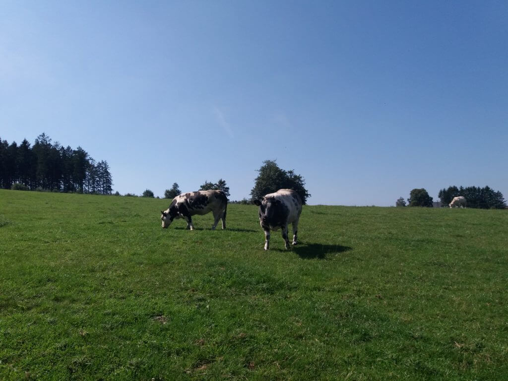 Wandelen tussen de koeien in Gedinne