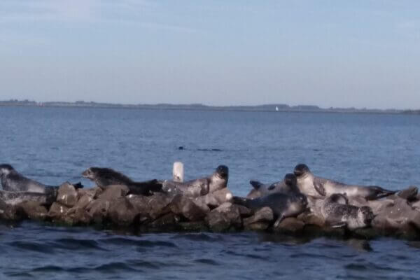 zeehonden grevelingen