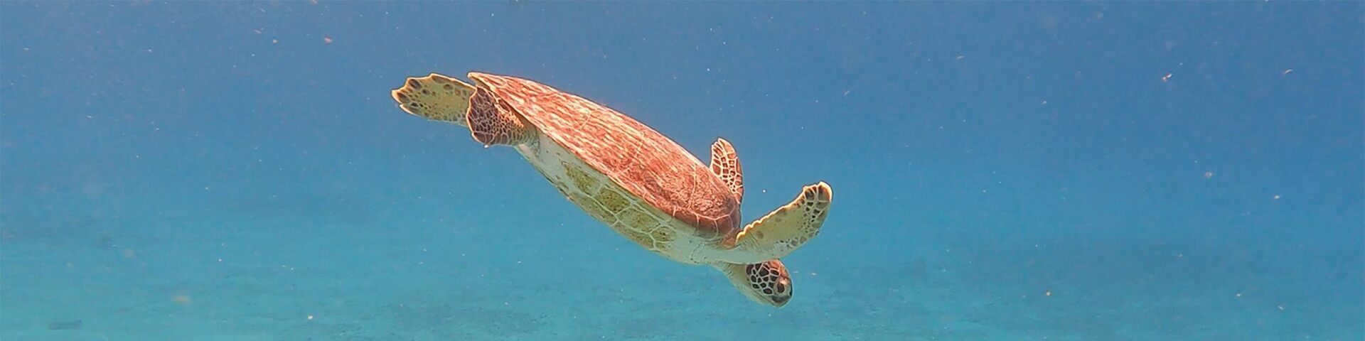 Zwemmen met schildpadden in Curacao