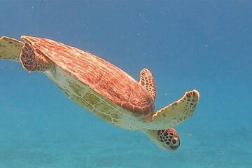 Zwemmen met schildpadden in Curacao