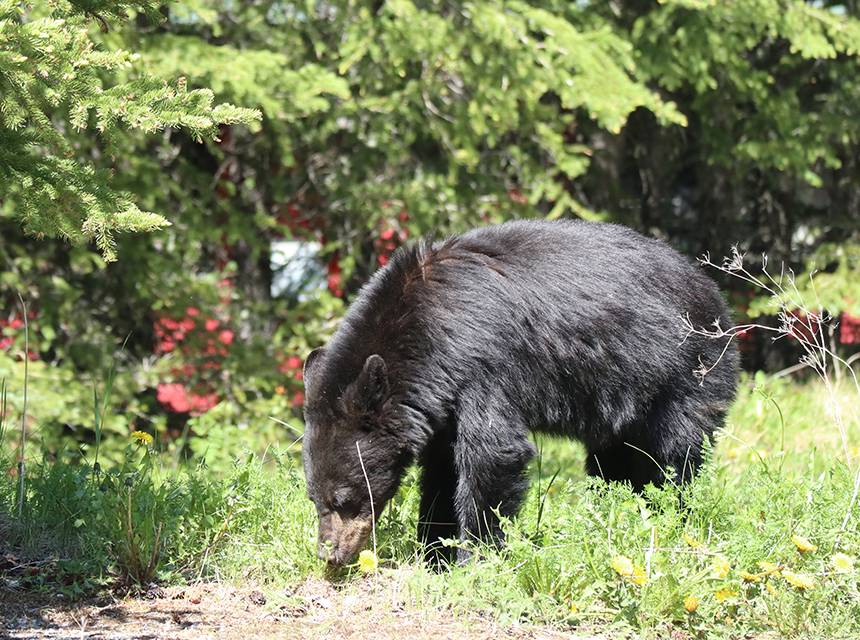 Zwarte jonge beer in Canada