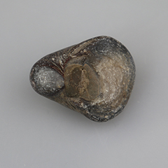 Versteende schelp fossiel