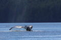 Orcas en Walvissen spotten in Canada