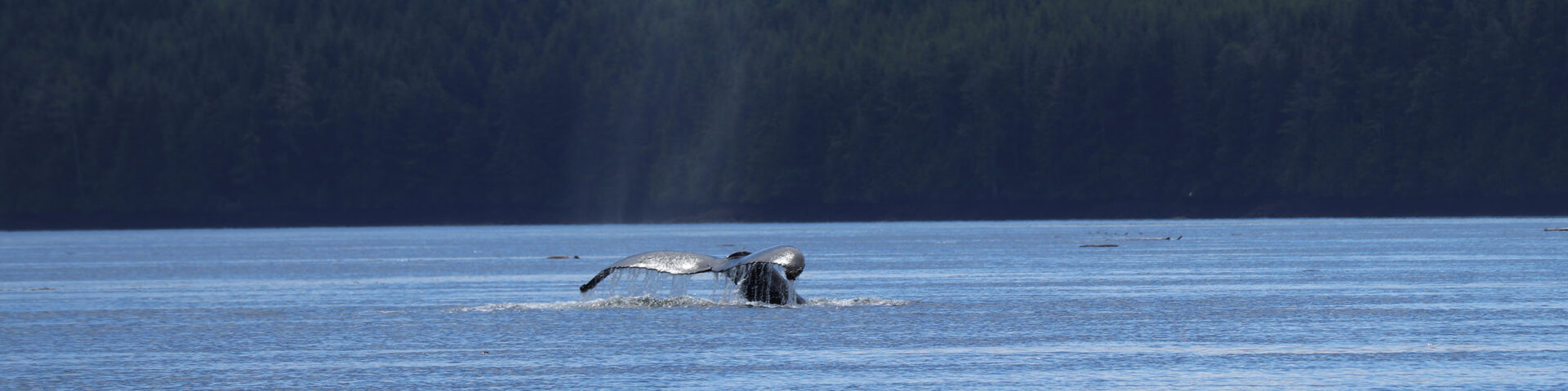 Orcas en Walvissen spotten in Canada
